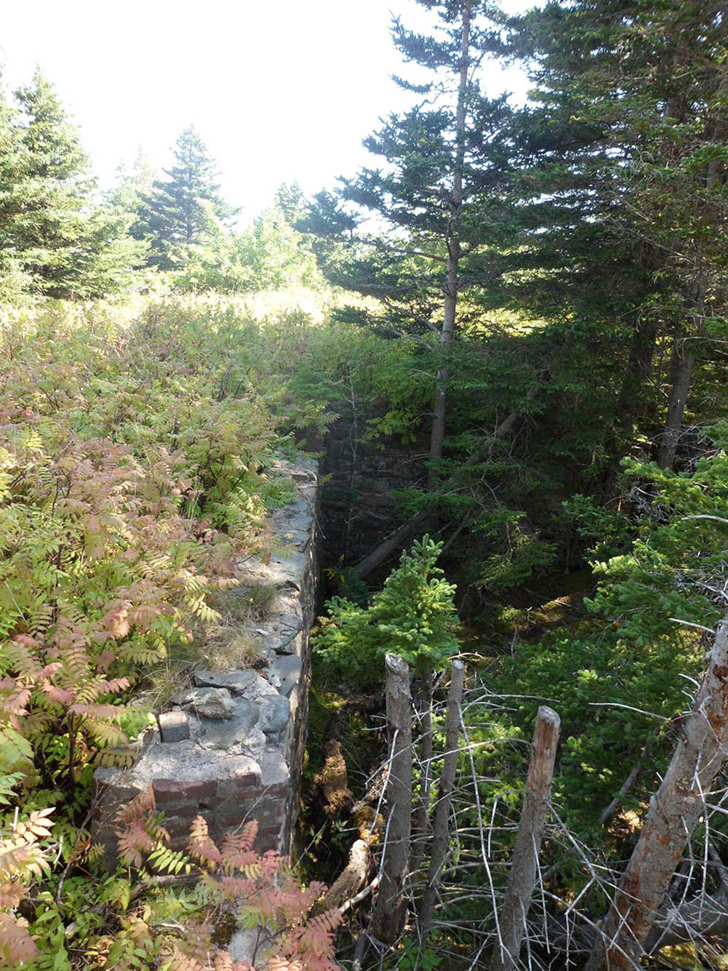 Mur de pierre dans la forêt entouré de fougères et d’arbres.